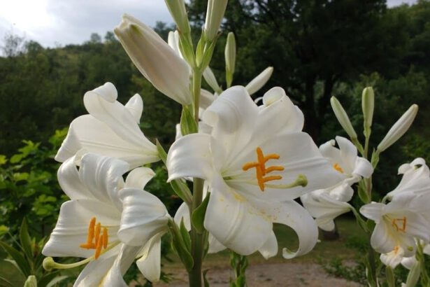 Il giglio simbolo di purezza e nobiltà 8