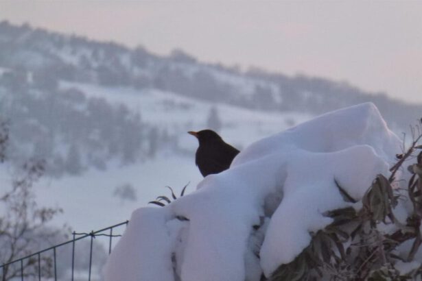 Gelo e neve, sono in arrivo i giorni della merla. Ecco perché questo nome 9