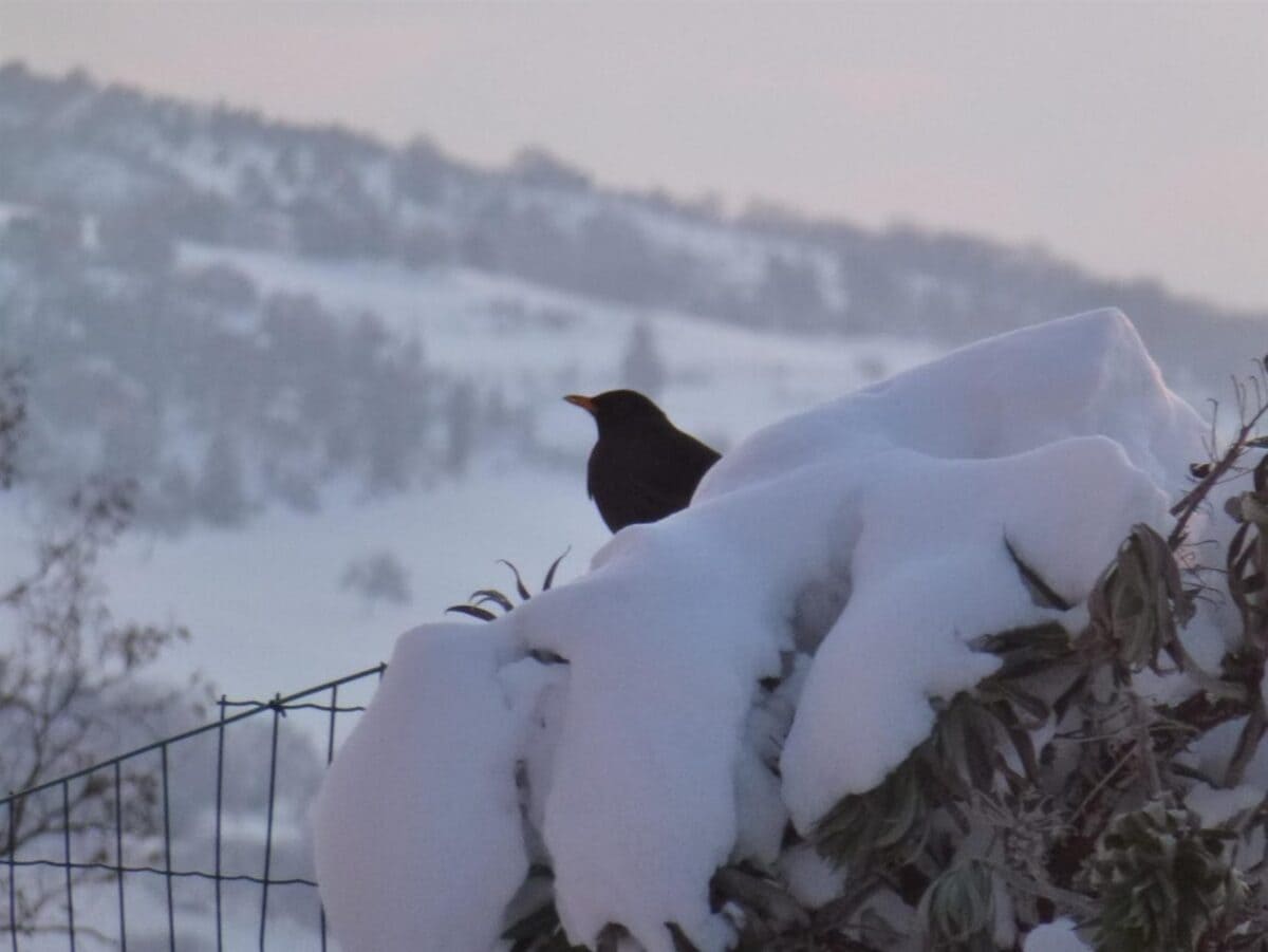 Gelo e neve, sono in arrivo i giorni della merla. Ecco perché questo nome 19