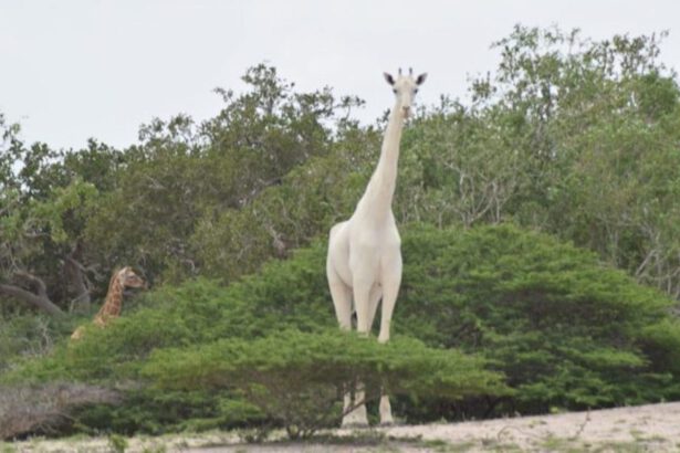 Kenya, dispositivo Gps per proteggere l’ultima giraffa bianca rimasta al mondo 9