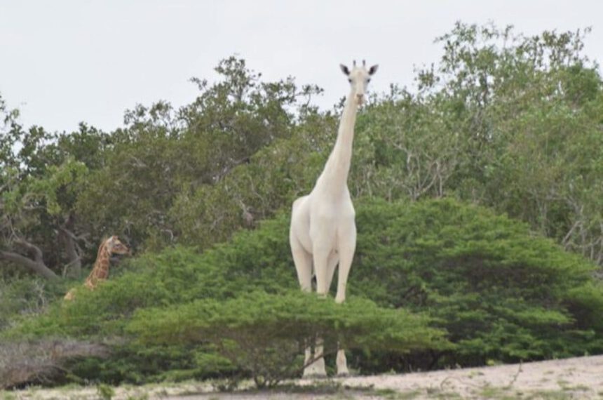 Kenya, dispositivo Gps per proteggere l’ultima giraffa bianca rimasta al mondo 1