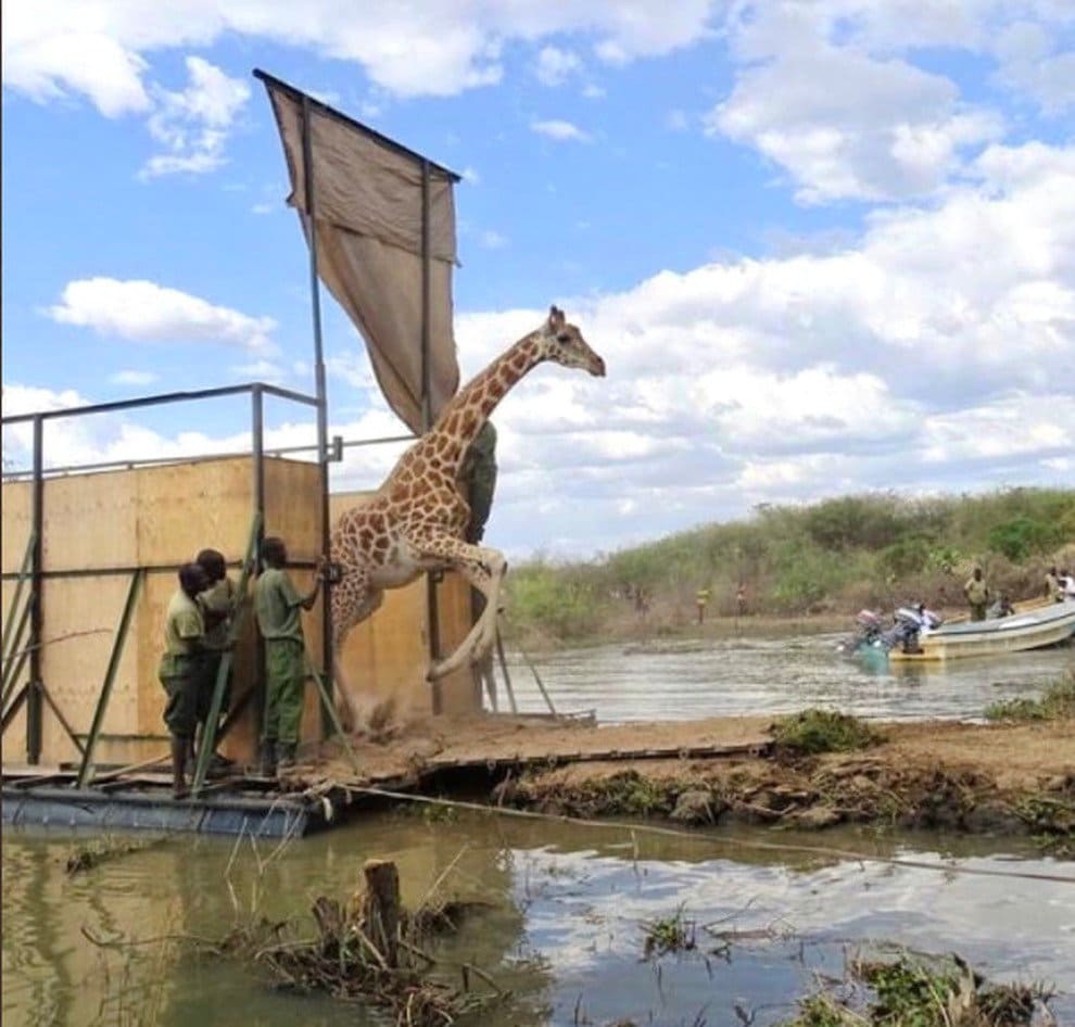 Kenya, le otto giraffe di Rothschild intrappolate sull’isola di Longicharo da 15 mesi sono salve 4 Kenya, le otto giraffe di Rothschild intrappolate sull’isola di Longicharo da 15 mesi sono salve 3