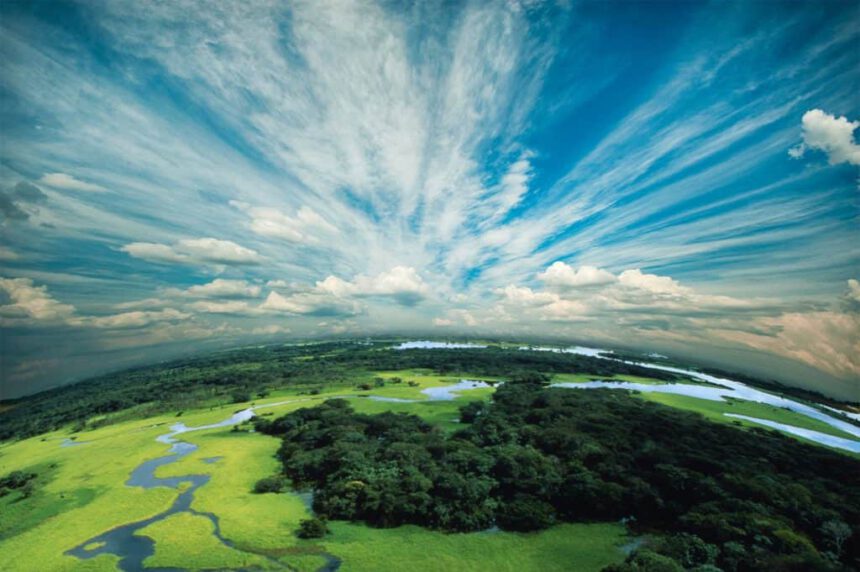 Stop a deforestazione, WWF: "Le foreste sono il nostro antivirus" 1