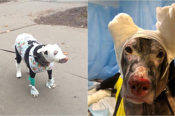 Matilda, la cagnolina coraggiosa che ha salvato dalle fiamme gli ospiti di una casa per anziani in Russia 27