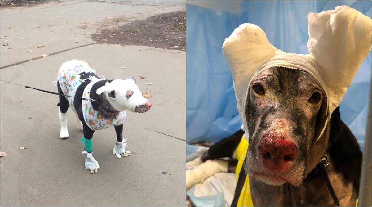 Matilda, la cagnolina coraggiosa che ha salvato dalle fiamme gli ospiti di una casa per anziani in Russia 15