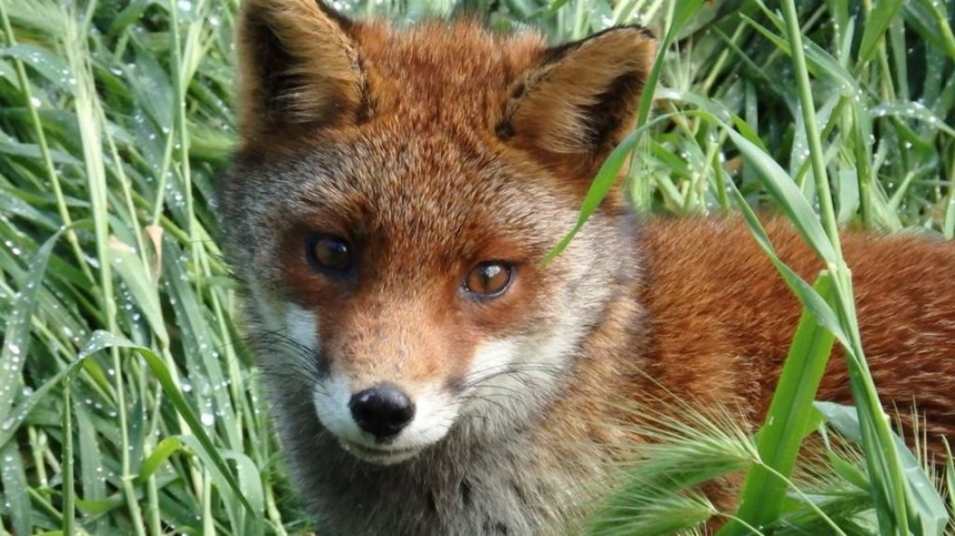 Stop alle pellicce: la California è il primo stato fur-free 1