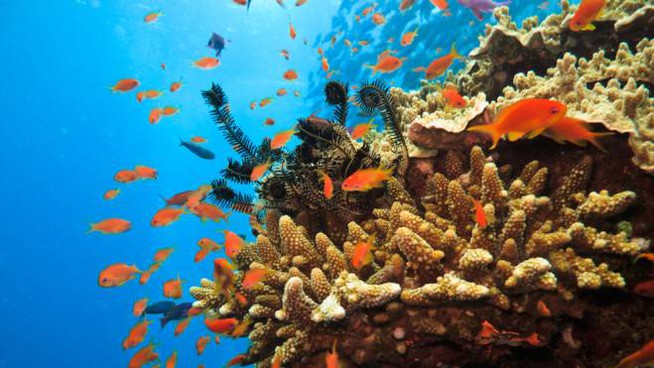 Australia, la scoperta di una nuova e gigante barriera corallina 3 barriera corallina