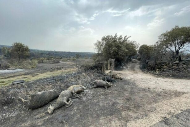 La Sardegna brucia: pastore eroe rischia la vita per salvare 400 pecore 16