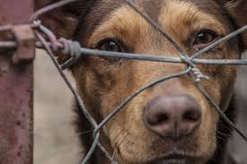 Fino a 10 anni di carcere per violenza contro gli animali: la sentenza 13