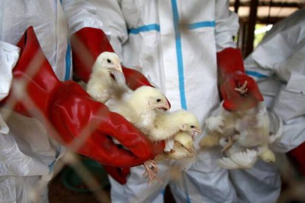 Infuenza aviaria: allarme in un allevamento di Ostia Antica e numerosi focolai nel Veneto 14