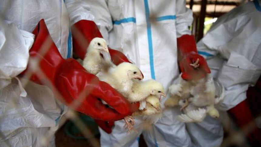 Infuenza aviaria: allarme in un allevamento di Ostia Antica e numerosi focolai nel Veneto 1