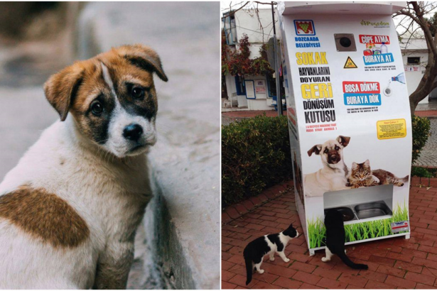 Istanbul, cibo per cani e gatti randagi in cambio di bottiglie di plastica 9