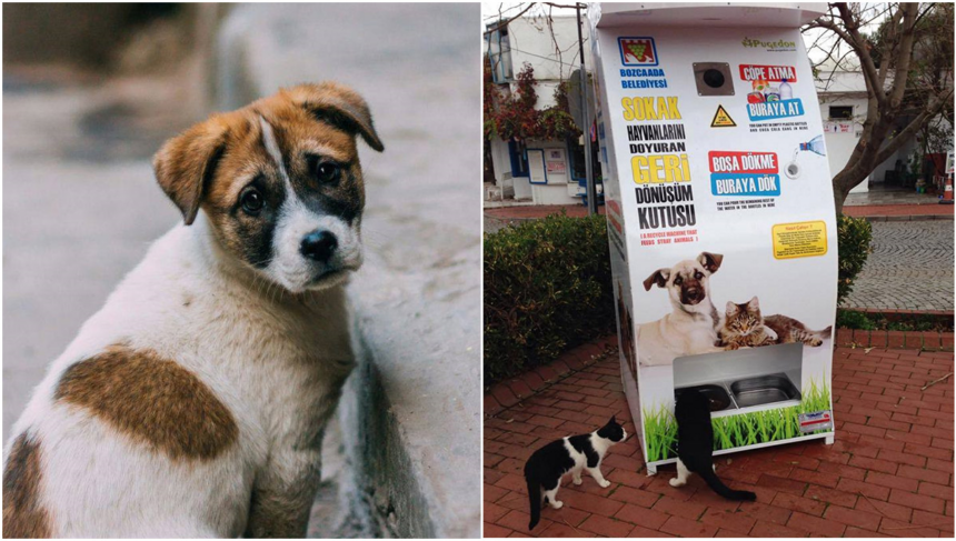 Istanbul, cibo per cani e gatti randagi in cambio di bottiglie di plastica 1