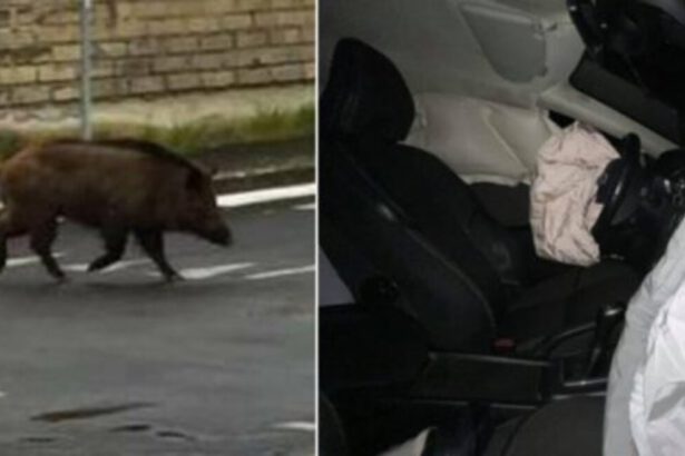 Investe cinghiale e distrugge l'auto, passante porta via la carcassa senza prestare soccorso 13