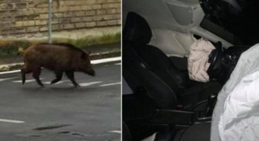 Investe cinghiale e distrugge l'auto, passante porta via la carcassa senza prestare soccorso 1