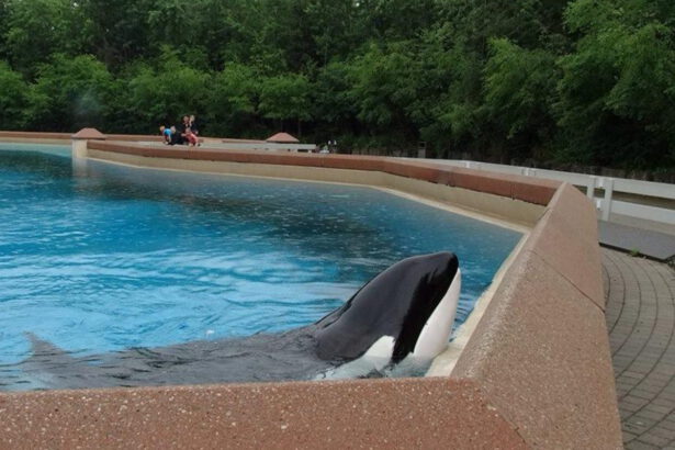 Kiska è l'orca più sola del mondo: rinchiusa da 40 anni, sbatte la testa disperata contro la vasca 10