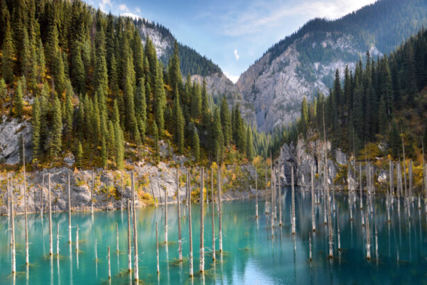 Kazakistan: esiste un’incredibile foresta ‘sottosopra’ nel lago Kaindy 7