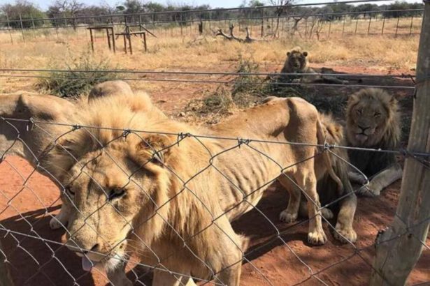 Africa, “pacchetti caccia”: 12.000 leoni allevati in cattività per essere uccisi dai turisti 7