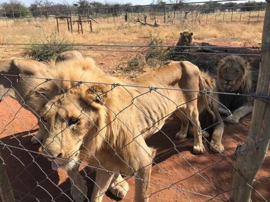 Africa, “pacchetti caccia”: 12.000 leoni allevati in cattività per essere uccisi dai turisti 1