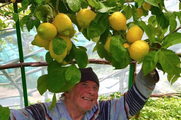 Covid: è boom di limoni amalfitani usati come disinfettanti 19