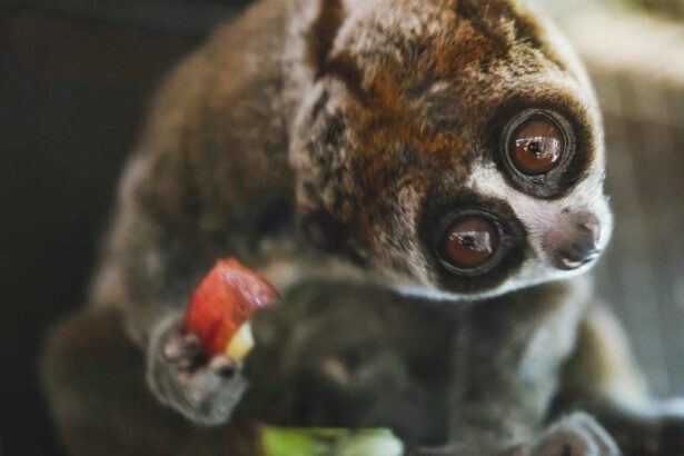 Il lori lento, il piccolo primate poco conosciuto che si sa difendere 9