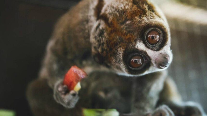 Il lori lento, il piccolo primate poco conosciuto che si sa difendere 1