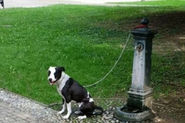 Magenta, cane abbandonato e legato in un parco: responsabili incastrati dalle telecamere 6