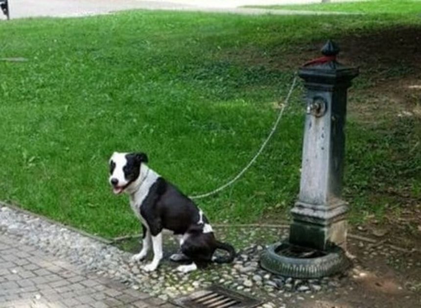 Magenta, cane abbandonato e legato in un parco: responsabili incastrati dalle telecamere 1