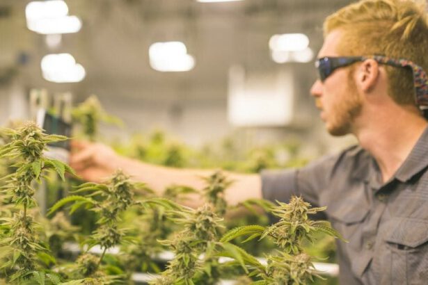 Anche New York legalizza la marijuana, ma quando toccherà all'Italia? 5