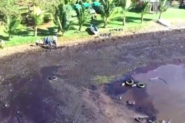 Mauritius: “L’abbiamo uccisa. Ci vorranno almeno cento anni per riportarla a quello che era” 9