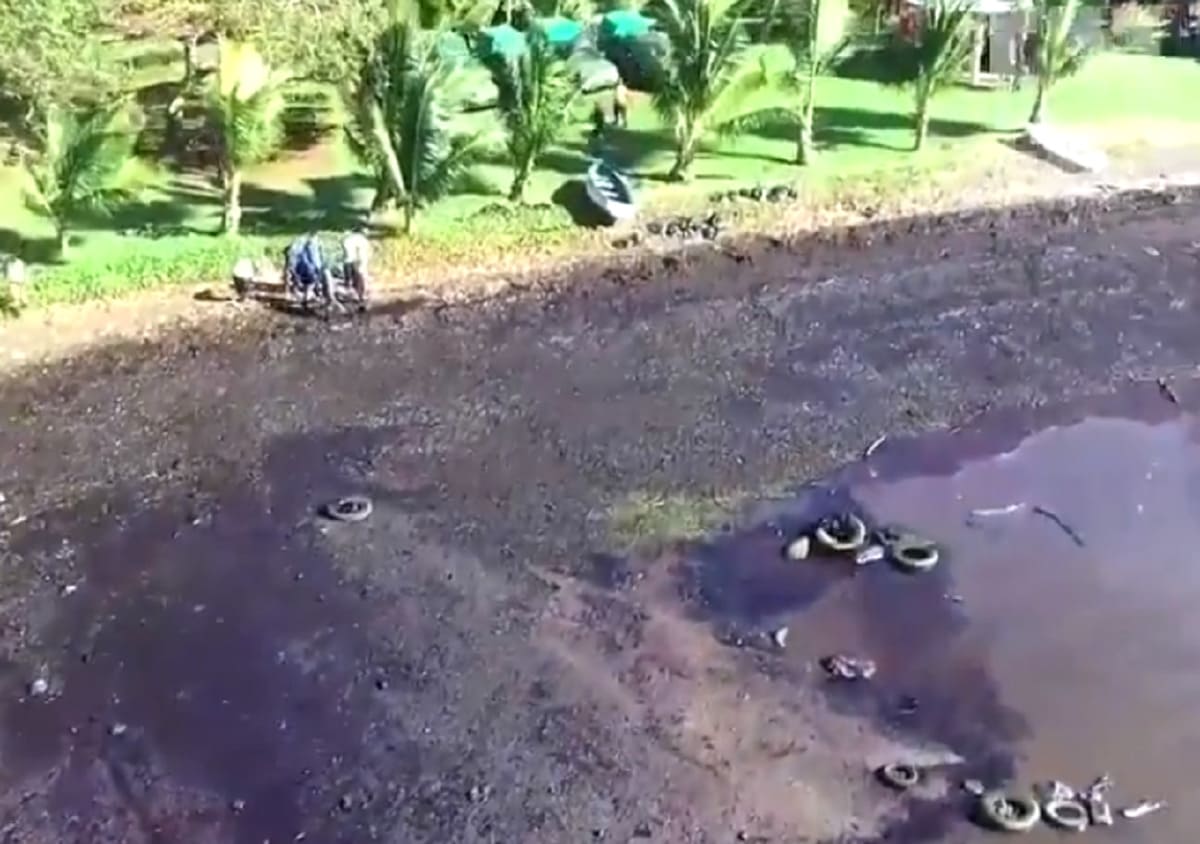 Mauritius: “L’abbiamo uccisa. Ci vorranno almeno cento anni per riportarla a quello che era” 19