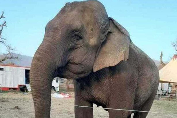 Morta Andra, l'elefantessa sfruttata da una vita per il divertimento degli umani 7