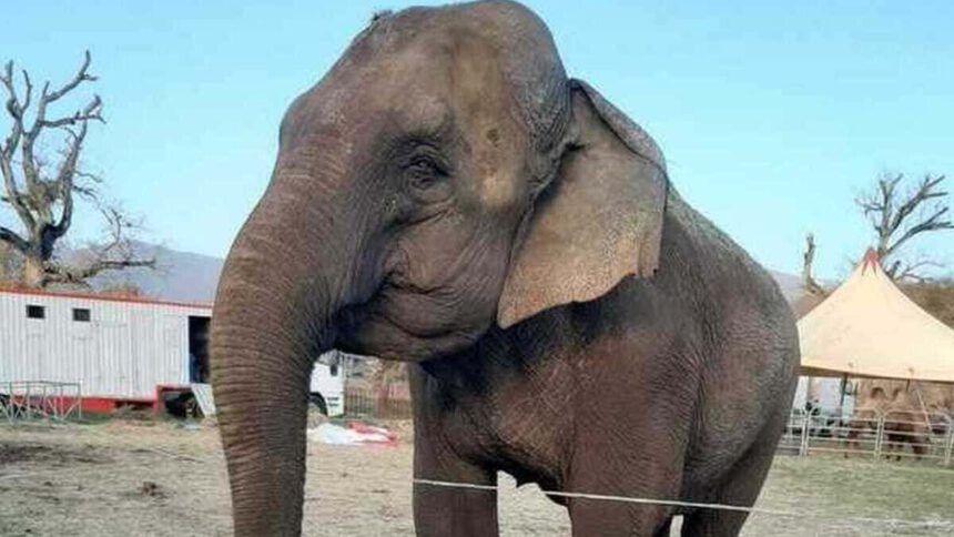 Morta Andra, l'elefantessa sfruttata da una vita per il divertimento degli umani 1