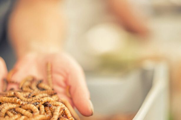 Novel Food, gli insetti arrivano davvero a tavola: ecco di cosa si tratta 19