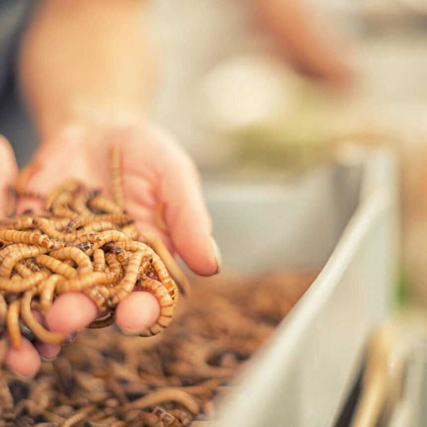 Novel Food, gli insetti arrivano davvero a tavola: ecco di cosa si tratta 1