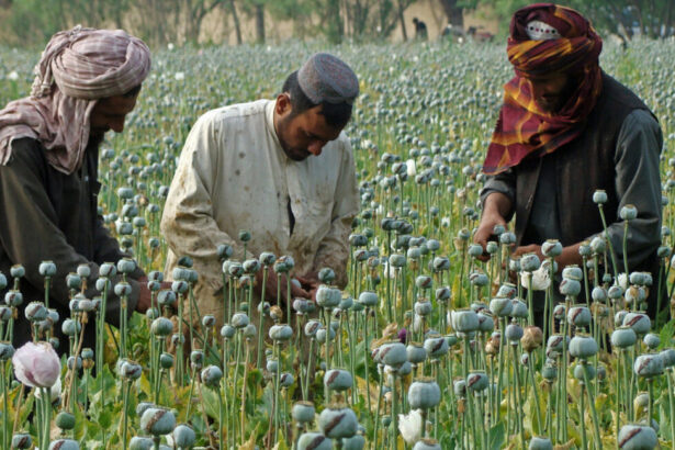 L'oppio è la ricchezza dei talebani: frutta 120 mld. Ecco come i narcos afghani hanno sconfitto l'Occidente 6