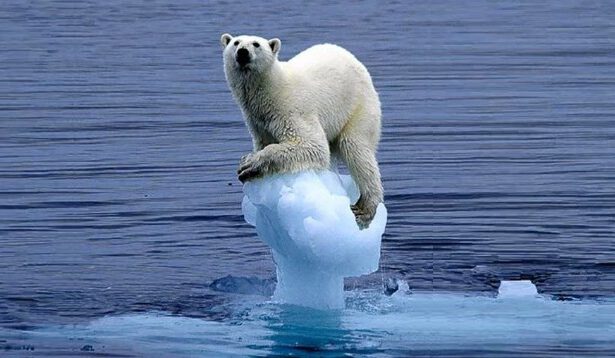 Senza rispetto per gli animali non avremo un futuro 16