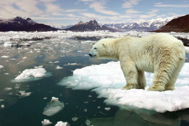 "È fondamentale risolvere il problema dei cambiamenti climatici", la lettera degli scienziati alle Istituzioni 17