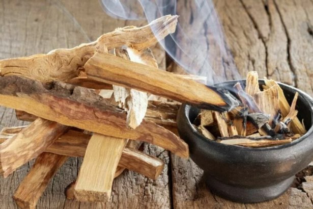 Palo Santo, proprietà e usi del sacro albero dalla storia millenaria 16