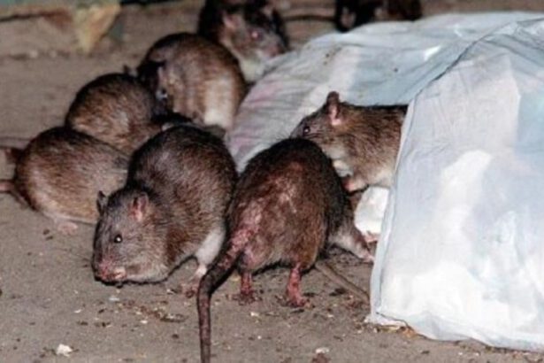 Cina, è allarme peste bubbonica: nella contea dello Yun è stato di emergenza 6