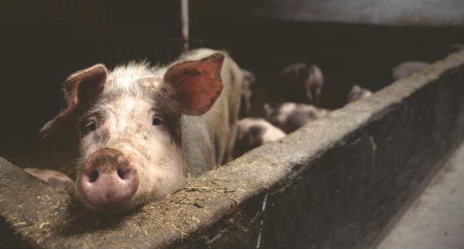 Dieta vegetale per salvare il mondo, lo studio della NY University 2 Dieta vegetale per salvare il mondo, lo studio della NY University 1