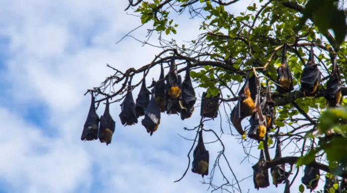 Allerta sanitaria in India, arriva Nipah: il nuovo virus animale ha già ucciso un ragazzino 6 Allerta sanitaria in India, arriva Nipah: il nuovo virus animale ha già ucciso un ragazzino 5