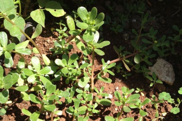 Portulaca, l'erbaccia magica dai mille usi e proprietà che non ti aspetteresti 9