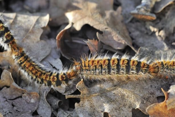 Il bruco della processionaria, pericoloso per l'uomo, gli animali e le specie arboree 14