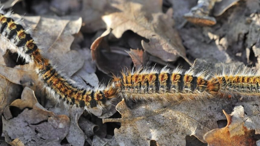 Il bruco della processionaria, pericoloso per l'uomo, gli animali e le specie arboree 1