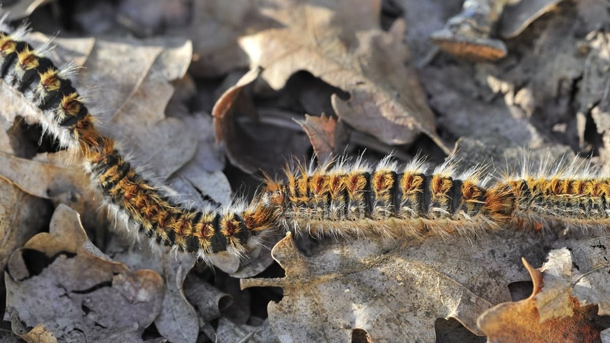 Il bruco della processionaria, pericoloso per l'uomo, gli animali e le specie arboree 19