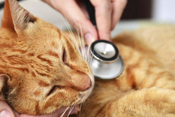 Campania, attivo il numero verde per il pronto soccorso degli animali 10