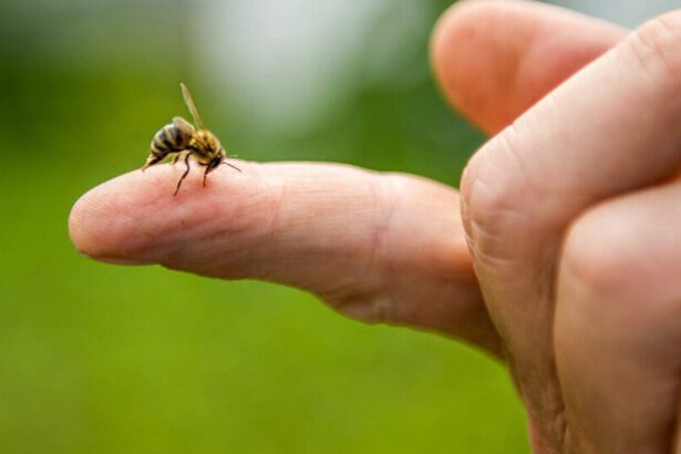 Proteggere le api per salvare il nostro ecosistema: ecco come fare anche nel nostro piccolo 12