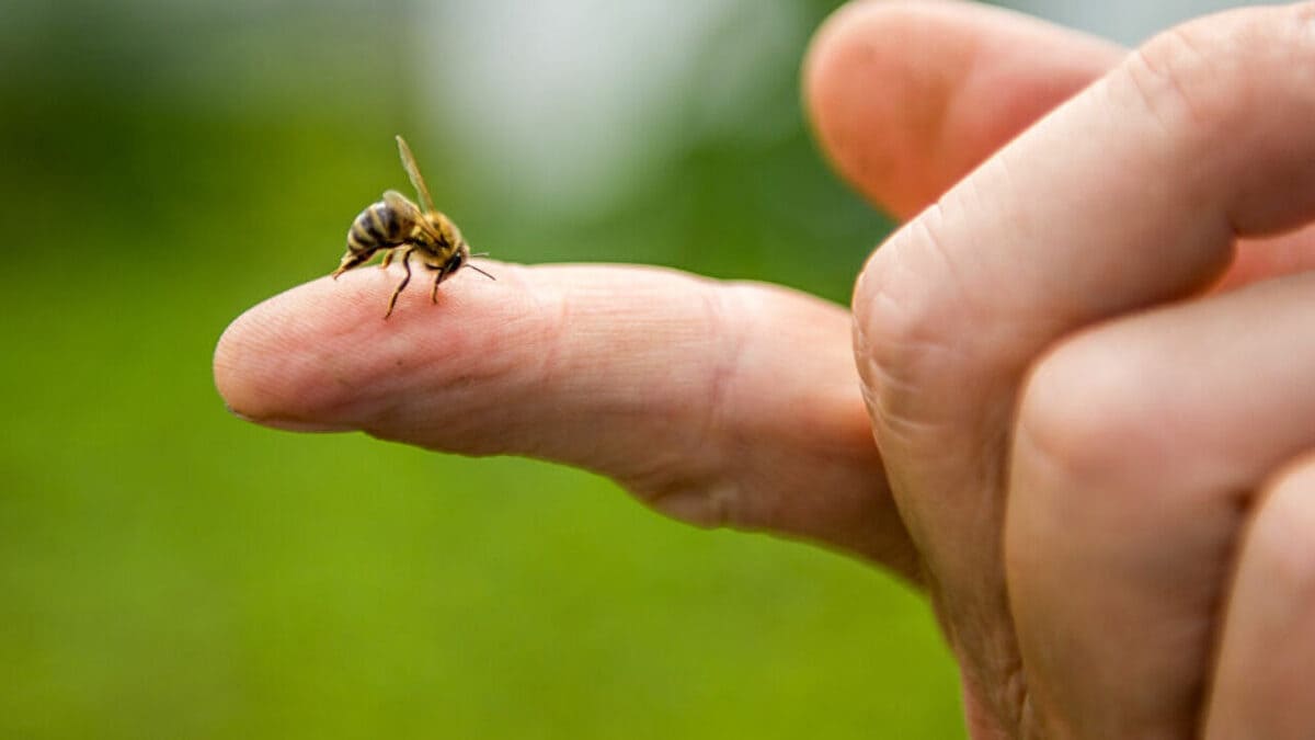 Proteggere le api per salvare il nostro ecosistema: ecco come fare anche nel nostro piccolo 17