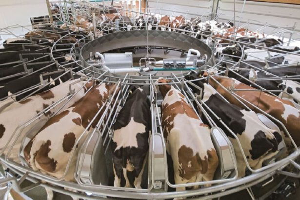 Il latte vegetale è bene di lusso, quello vaccino no: ecco come la politica ostacola le scelte sostenibili 14